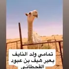 جمل تمامي على النايف بعير هيف بن عبود القحطاني