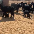 معزاء مواليد