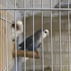 جوز روز شرط انتاج
