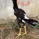 ديك باكستاني فاخر