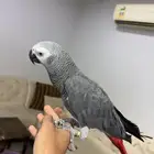 للبيع كاسكو