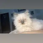 قطط للبيع