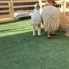 تامه شبب تحتها رخل طيبه . الأم وبنتها شحم