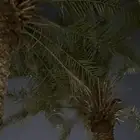نخيل إخلاص اصلي