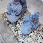 فروخ يلو سايد رد فاكتور سعر مغري