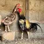 للبيع ديك ودجاجه