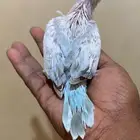 فرخ كويكر سنو وايت