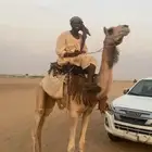 قعود ركبي مودب سارح الان مع البل