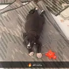 كلب بتبول جرو دمه حار عمره 45 يوم سومه