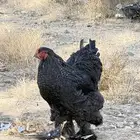 دجاج براهما