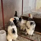 دجاج براهما