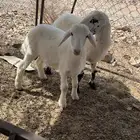 طليان للبيع