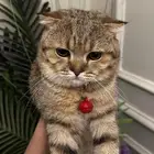 قط سكوتش تزاوج