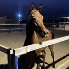 مهر شعبي فاخر