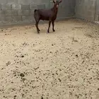 تيس فحل مشروط
