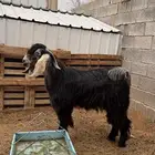 تيس فحل صنف