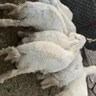 طليان جبره