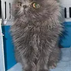 قطة كتن للتبني