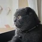 قط سكوتش فولد ذكر للبيع