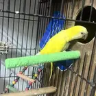 كويكر انثى بياض