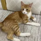 قط لتبني