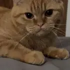 قط ذكر للتبني