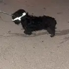 كلب مالتيز للبيع