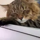 قطو للبيع في عرعر