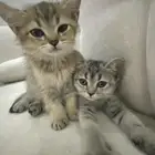 قطط كيتن تبني