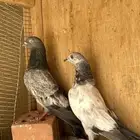 للبيع ذكرين باكستاني الخرج