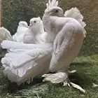 جوز رقاص هندي