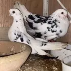 جوز قطايف قنادي النوادر