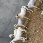معزا مصريات على بيشيات