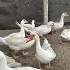 بط مسكوفي