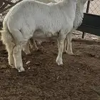 طليان ذبايح