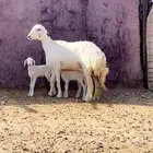 رخل والد تم البيع