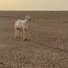 فحل حري صنف الصنف