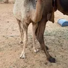 قعود