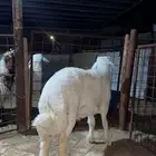 خروف حري مقفل شحم وفاخر