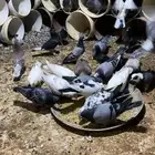 عشة حمام مشكل بهن زاجل وهندي وفرنسي وسلفر منتجه شرط