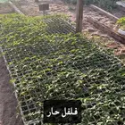 شتلات خضروات
