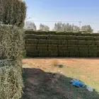 برسيم صافي للبيع