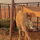 حاشي طيب