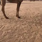 للبيع بكره صفرا جذعه كفو. (( تم البيع)) اضغط على متابعه