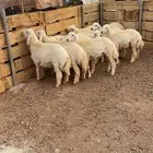 خرفان جبره