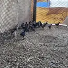 صوص بلدي تم البيع