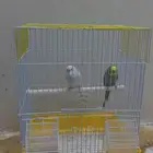 طيور بادجي
