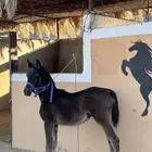 مهرة
