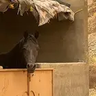 حصان ادهم اصيل