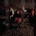 ديوك للبيع